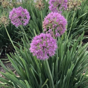 ALLIUM SERENDIPITY ORNAMENTAL ONION