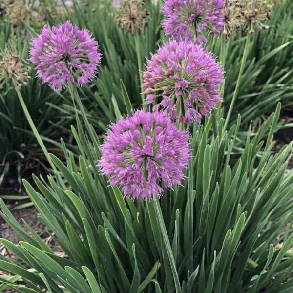 ALLIUM SERENDIPITY ORNAMENTAL ONION