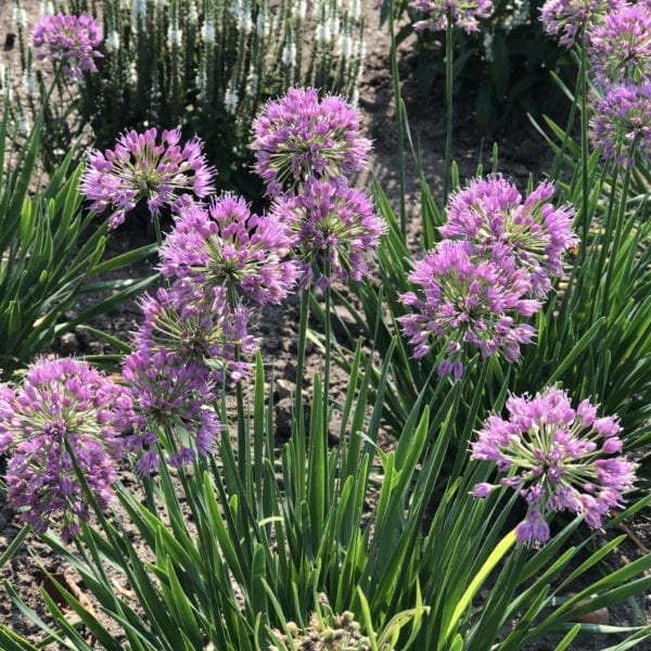 ALLIUM SERENDIPITY ORNAMENTAL ONION