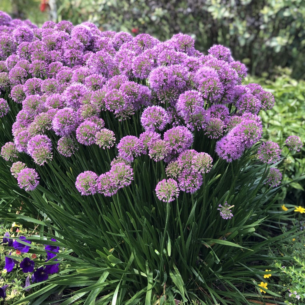 ALLIUM SERENDIPITY ORNAMENTAL ONION