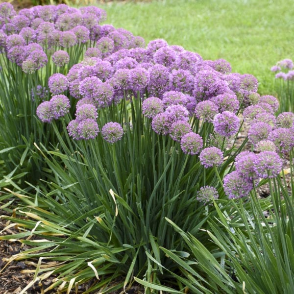 ALLIUM SERENDIPITY ORNAMENTAL ONION