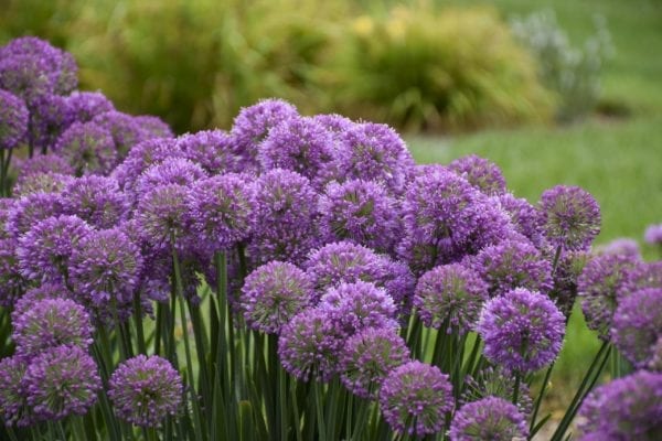 ALLIUM SERENDIPITY ORNAMENTAL ONION