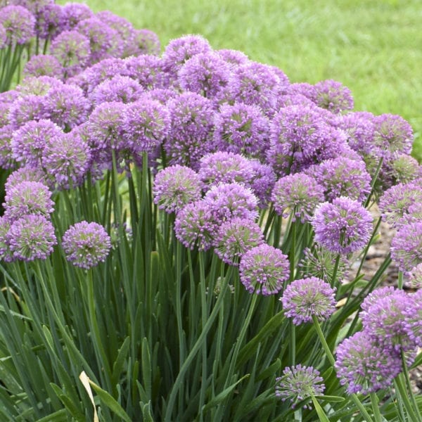 ALLIUM SERENDIPITY ORNAMENTAL ONION