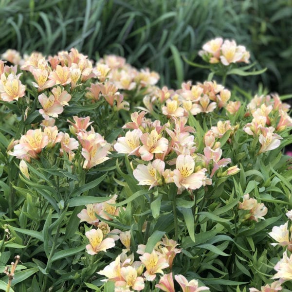 ALSTROEMERIA INCA ICE PERUVIAN LILY