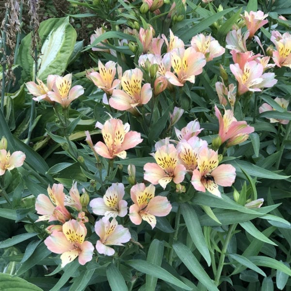 ALSTROEMERIA INCA ICE PERUVIAN LILY