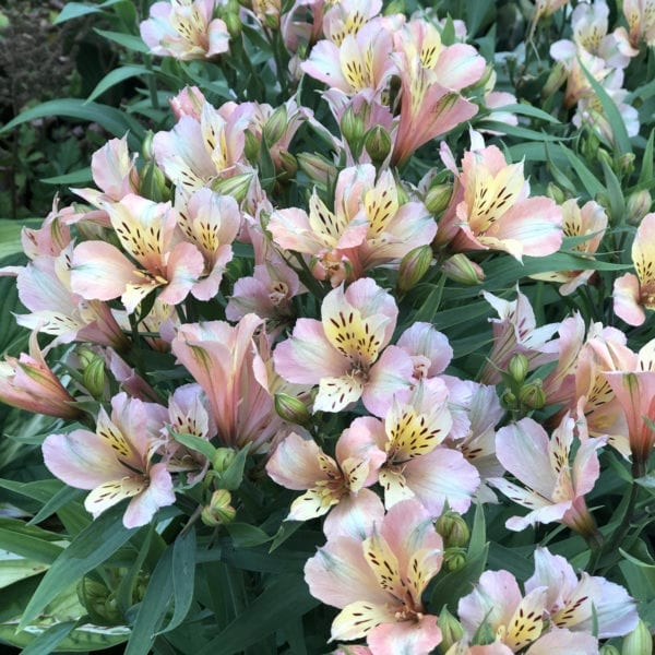 ALSTROEMERIA INCA ICE PERUVIAN LILY