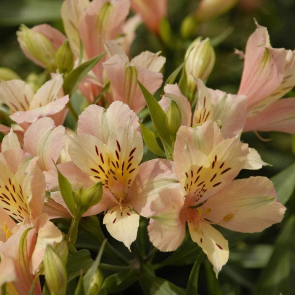 ALSTROEMERIA INCA ICE PERUVIAN LILY