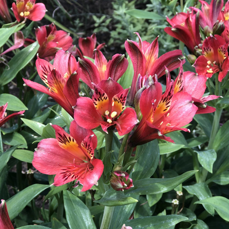Alstroemeria INCA JOLI Buy Peruvian Lily Perennials Online