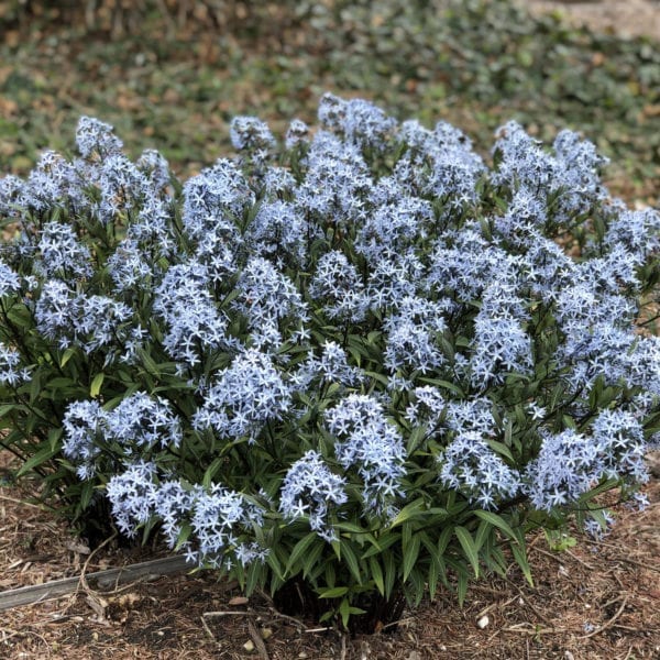 AMSONIA STORM CLOUD BLUESTAR