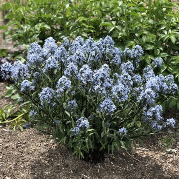 AMSONIA STORM CLOUD BLUESTAR