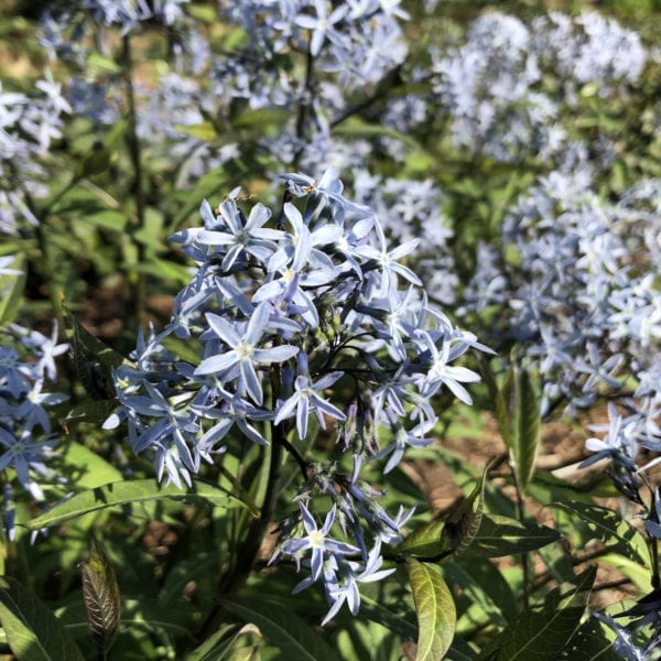 AMSONIA STORM CLOUD BLUESTAR