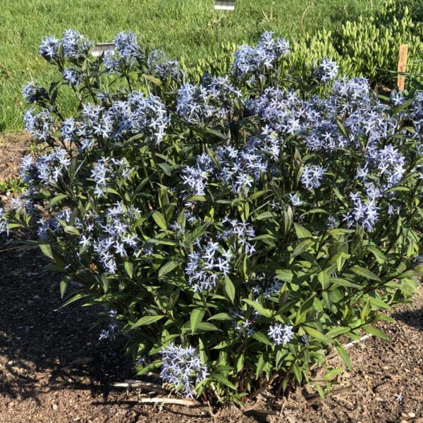 AMSONIA STORM CLOUD BLUESTAR