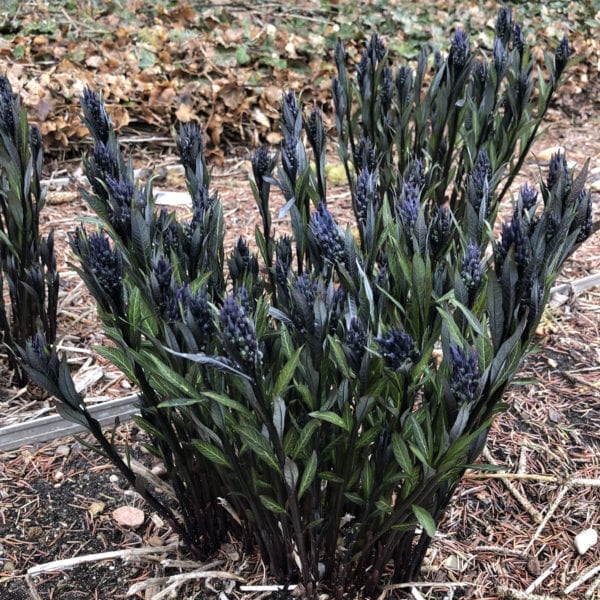 AMSONIA STORM CLOUD BLUESTAR