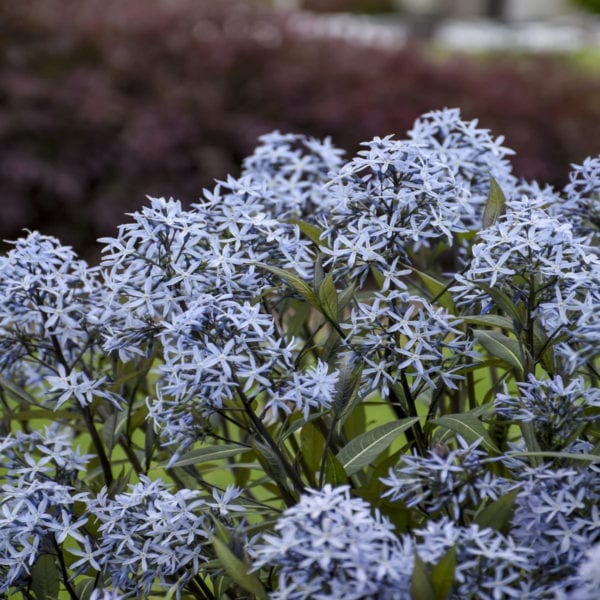 AMSONIA STORM CLOUD BLUESTAR