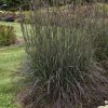 ANDROPOGON BLACKHAWKS BIG BLUESTEM