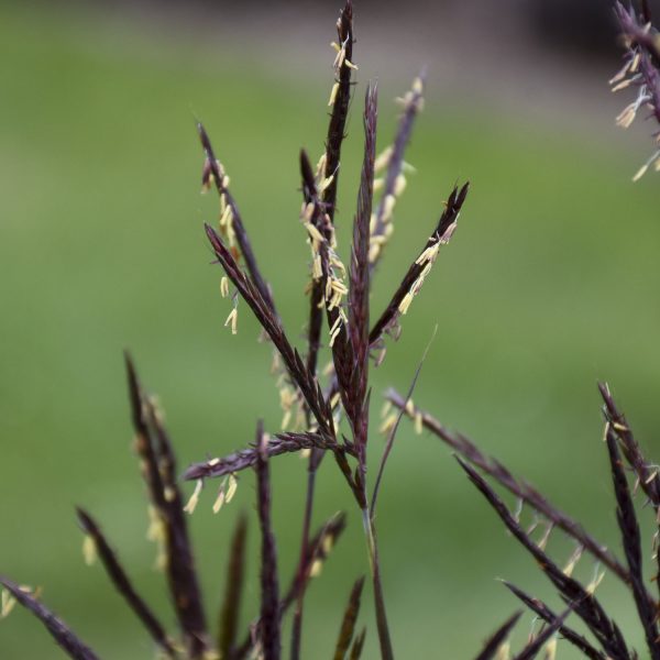 ANDROPOGON BLACKHAWKS BIG BLUESTEM