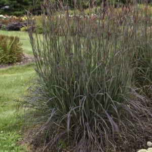 ANDROPOGON BLACKHAWKS BIG BLUESTEM