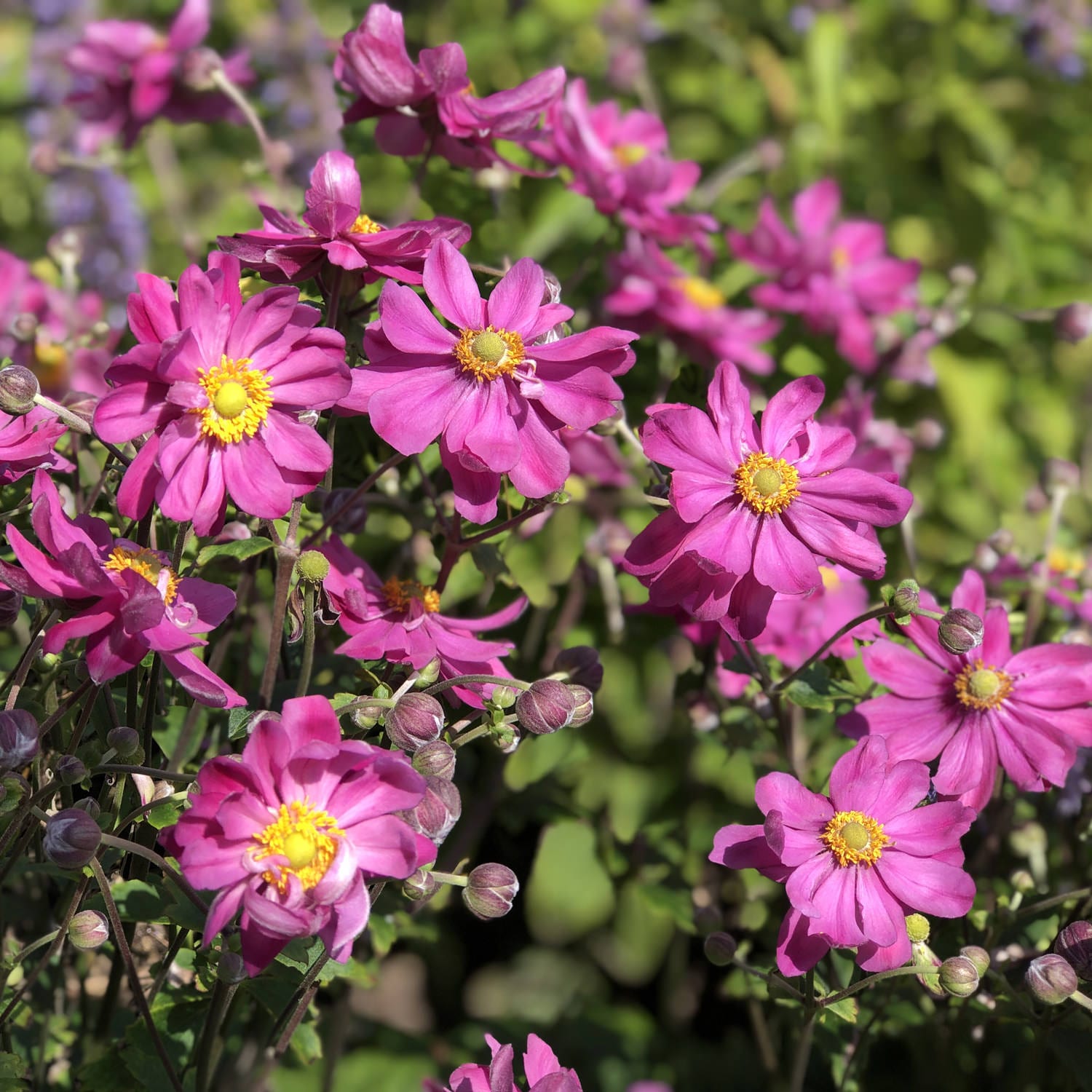 Anemone 'Curtain Call Deep Rose' - Buy Anemone-Japanese Perennials Online