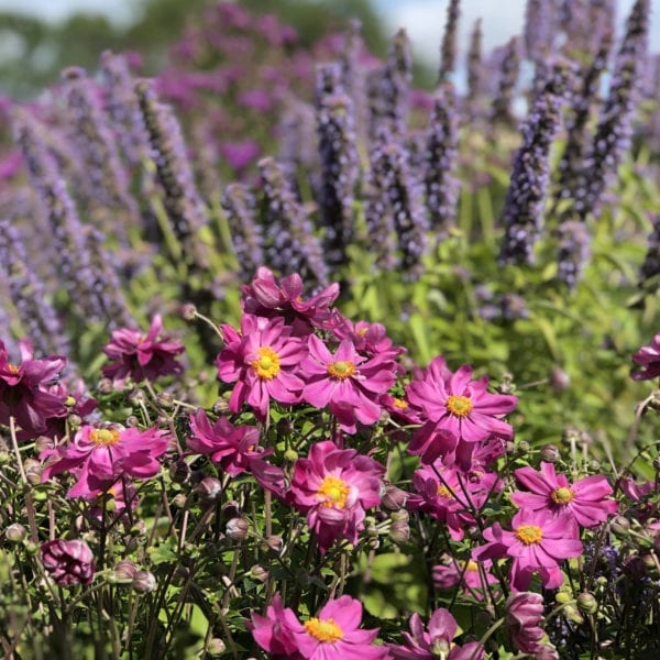 ANEMONE CURTAIN CALL DEEP ROSE JAPANESE ANEMONE