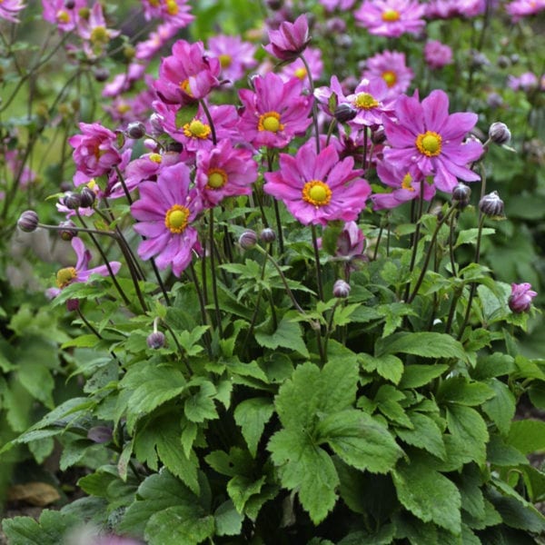 ANEMONE CURTAIN CALL DEEP ROSE JAPANESE ANEMONE