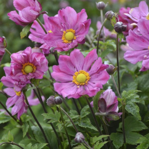 ANEMONE CURTAIN CALL DEEP ROSE JAPANESE ANEMONE