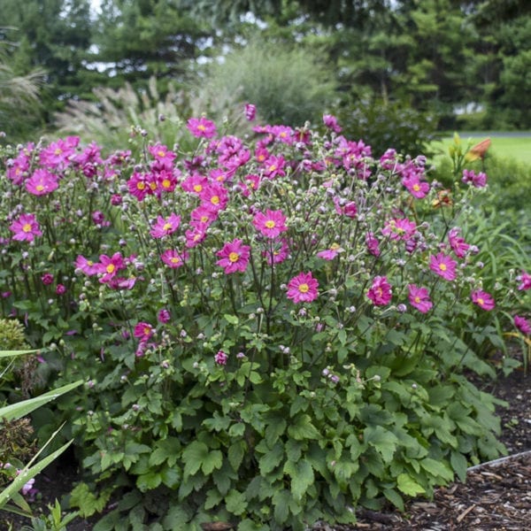 ANEMONE CURTAIN CALL DEEP ROSE JAPANESE ANEMONE