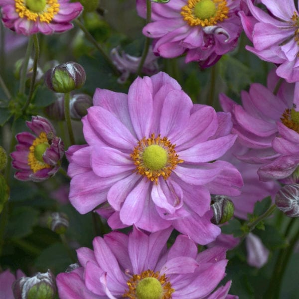 ANEMONE CURTAIN CALL DEEP ROSE JAPANESE ANEMONE