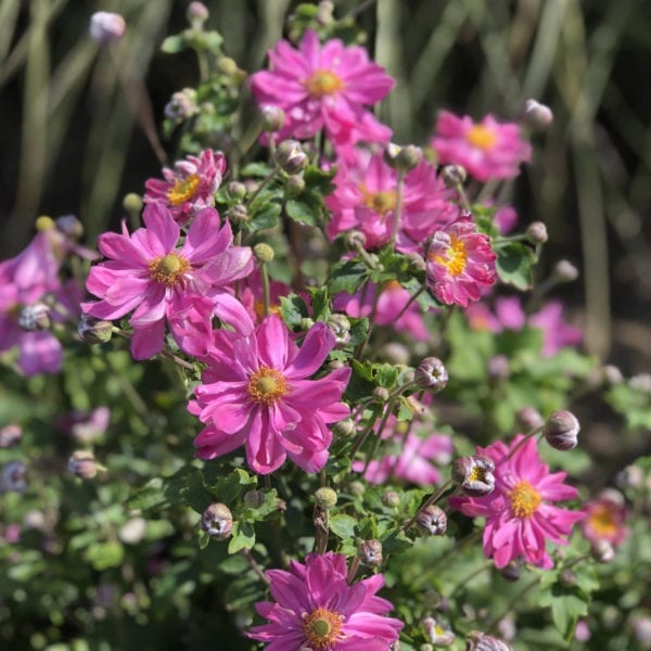 ANEMONE CURTAIN CALL PINK JAPANESE ANEMONE