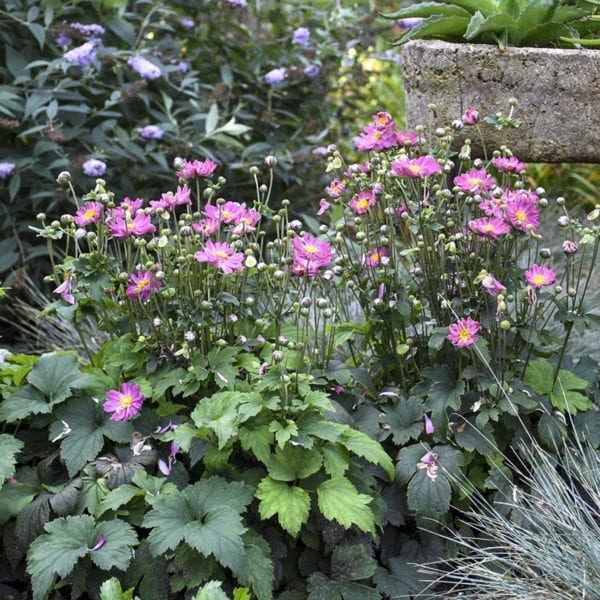 ANEMONE CURTAIN CALL PINK JAPANESE ANEMONE