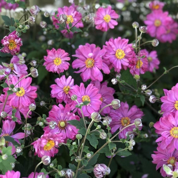 ANEMONE FALL IN LOVE SWEETLY JAPANESE ANEMONE