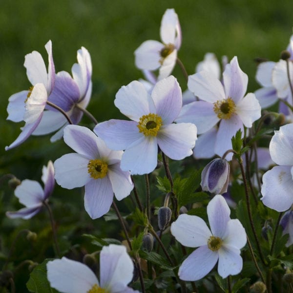 ANEMONE WILD SWAN WINDFLOWER