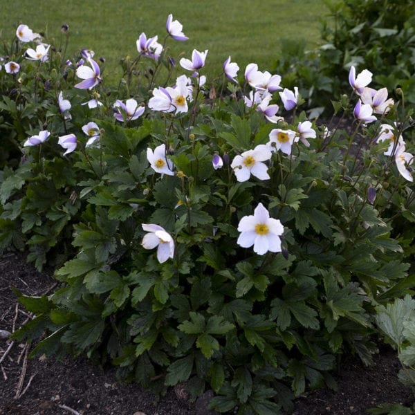 ANEMONE WILD SWAN WINDFLOWER