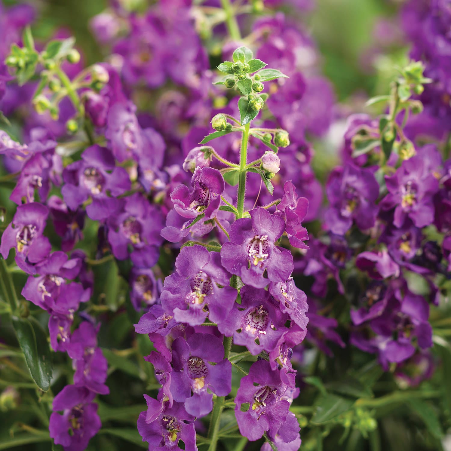 Image of Angelface snapdragon flower with bees