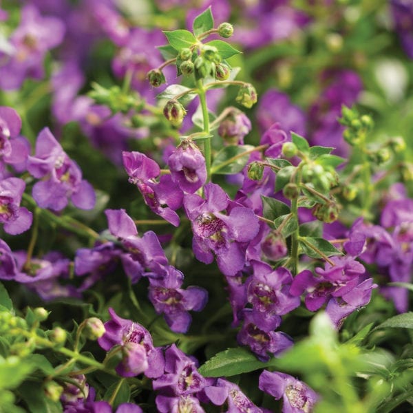 ANGELONIA ANGELFACE CASCADE BLUE SUMMER SNAPDRAGON