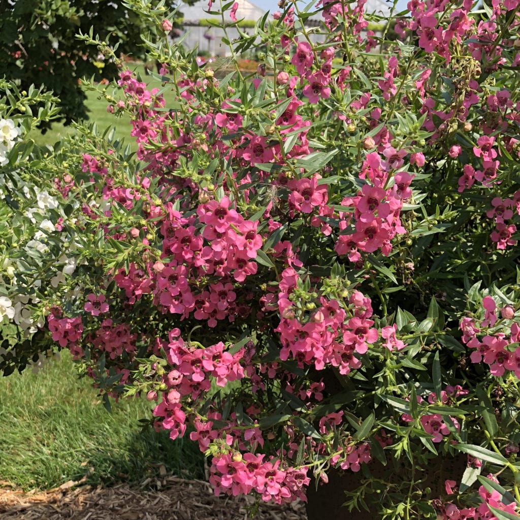 ANGELONIA ANGELFACE CASCADE PINK SUMMER SNAPDRAGON