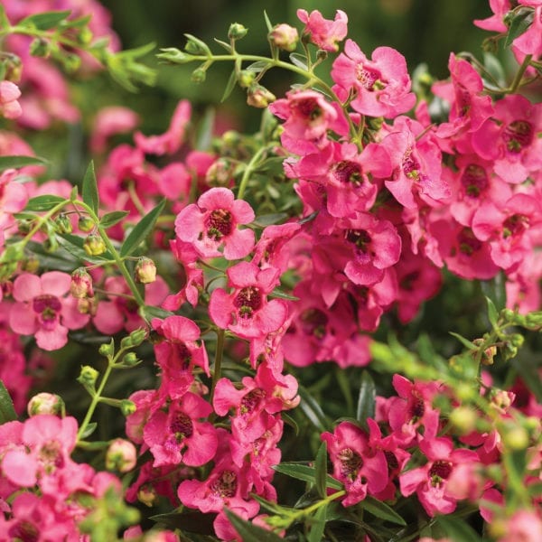 ANGELONIA ANGELFACE CASCADE PINK SUMMER SNAPDRAGON