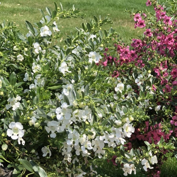 ANGELONIA ANGELFACE CASCADE WHITE SUMMER SNAPDRAGON