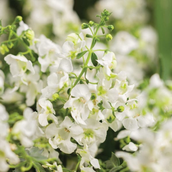 ANGELONIA ANGELFACE CASCADE WHITE SUMMER SNAPDRAGON