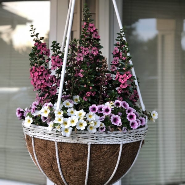 ANGELONIA ANGELFACE PERFECTLY PINK SUMMER SNAPDRAGON