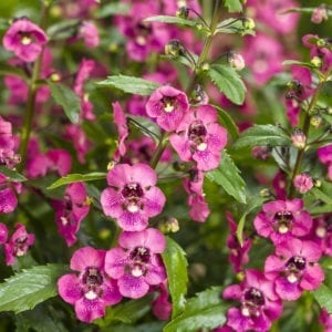 ANGELONIA ANGELFACE PERFECTLY PINK SUMMER SNAPDRAGON