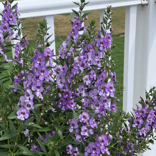 ANGELONIA ANGELFACE STEEL BLUE SUMMER SNAPDRAGON