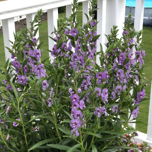 ANGELONIA ANGELFACE STEEL BLUE SUMMER SNAPDRAGON