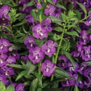 ANGELONIA ANGELFACE SUPER BLUE SUMMER SNAPDRAGON