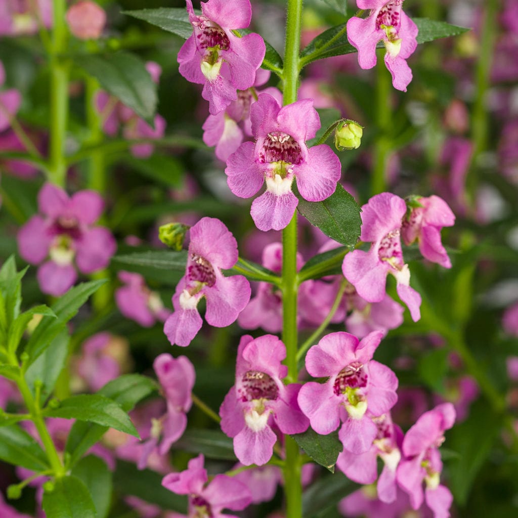 ANGELONIA ANGELFACE SUPER PINK SUMMER SNAPDRAGON