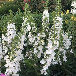 ANGELONIA ANGELFACE SUPER WHITE SUMMER SNAPDRAGON