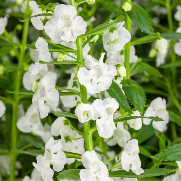 ANGELONIA ANGELFACE SUPER WHITE SUMMER SNAPDRAGON