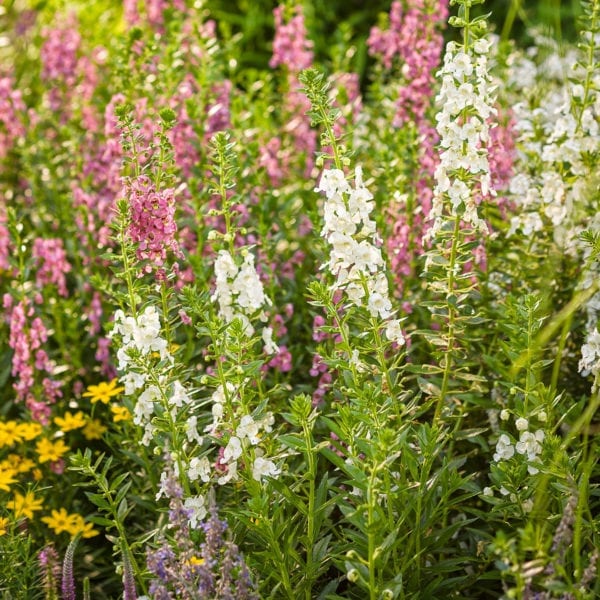 ANGELONIA ANGELFACE SUPER WHITE SUMMER SNAPDRAGON