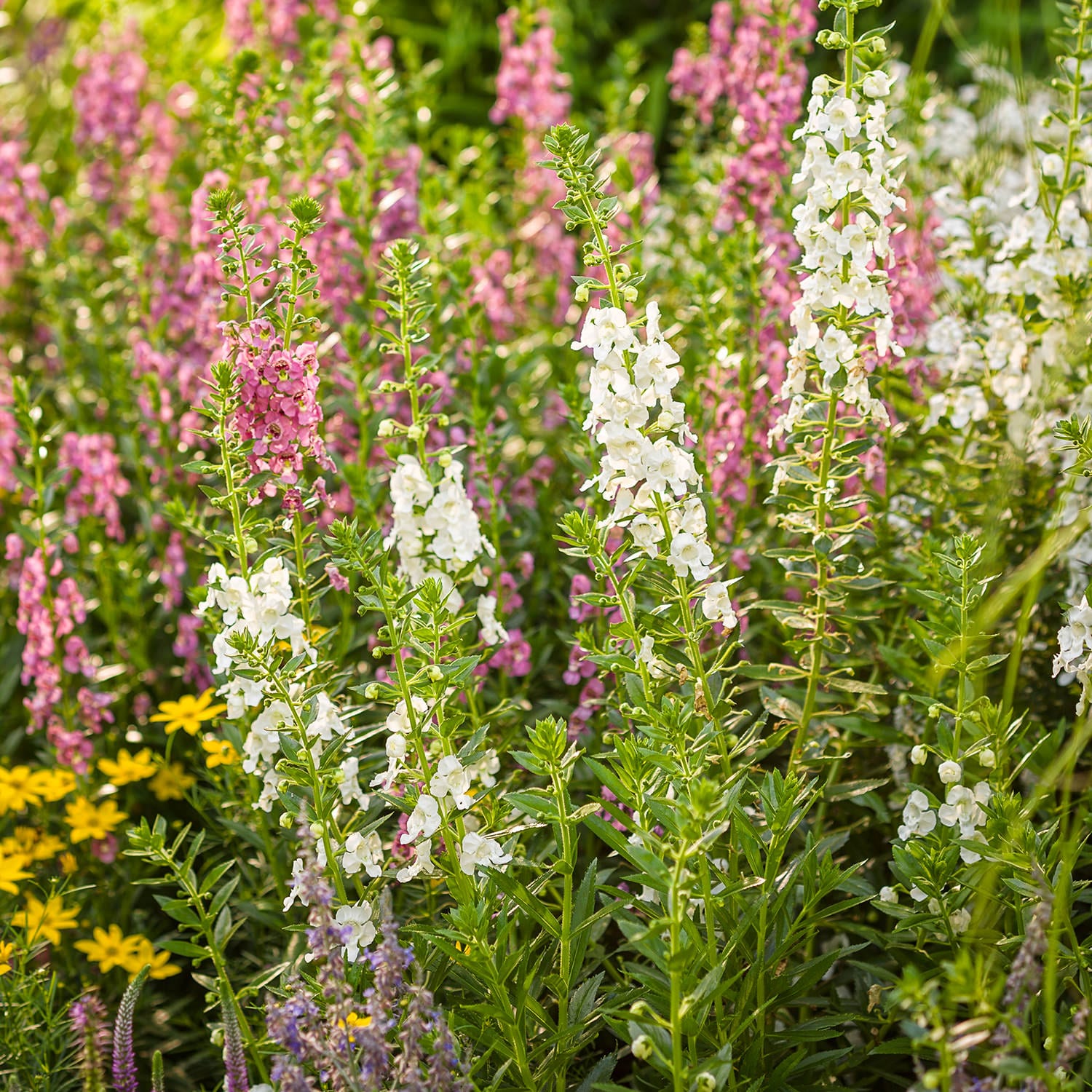 Angelonia ANGELFACE Super White Buy Summer Snapdragon Annuals Online