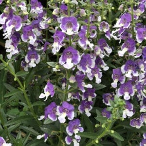 ANGELONIA ANGELFACE WEDGEWOOD BLUE SUMMER SNAPDRAGON