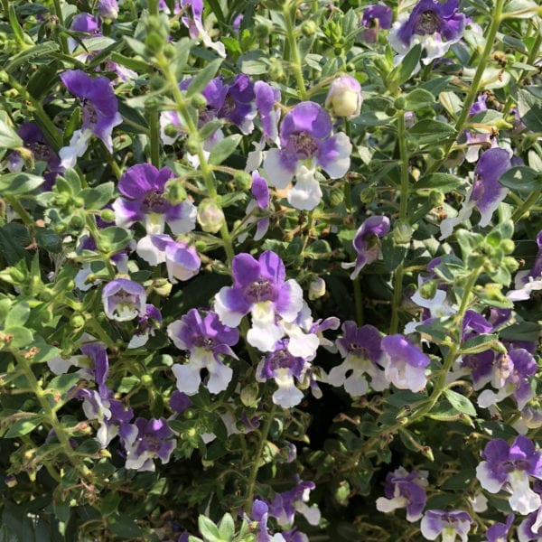 ANGELONIA ANGELFACE WEDGEWOOD BLUE SUMMER SNAPDRAGON